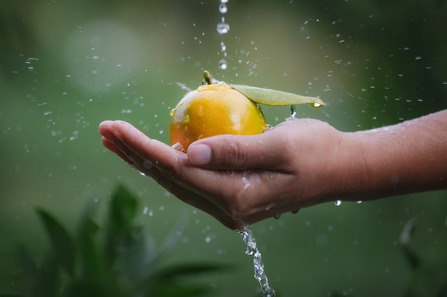 Gros plan du jardinier tenant et laver les oranges à la main avec des gouttelettes d'eau et des éclaboussures d'eau dans le jardin des oranges le matin.