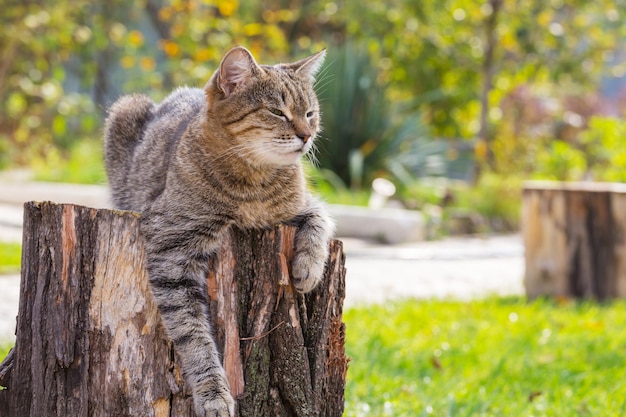 Gros plan du joli chat tigré