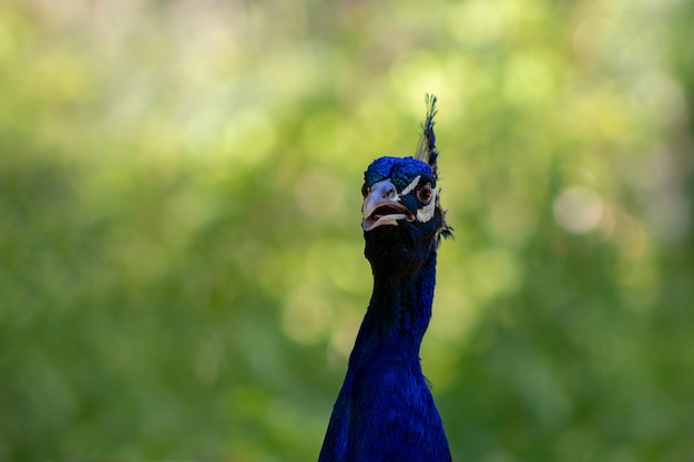 Gros plan du joli paon (grand oiseau aux couleurs vives) sur fond vert