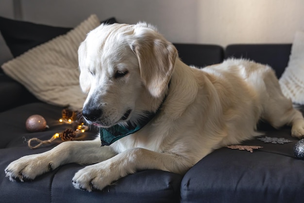 Gros plan du labrador sur un canapé avec un décor de Noël