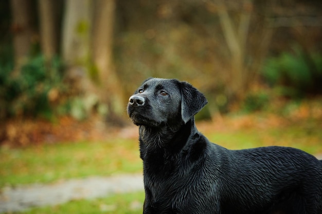 Un gros plan du labrador noir