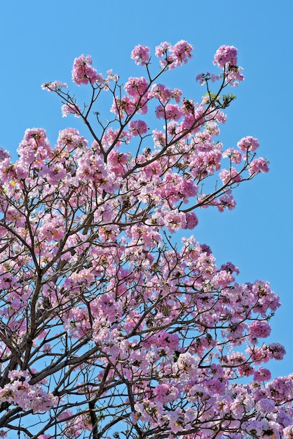 Gros plan du lapacho rose en fleur