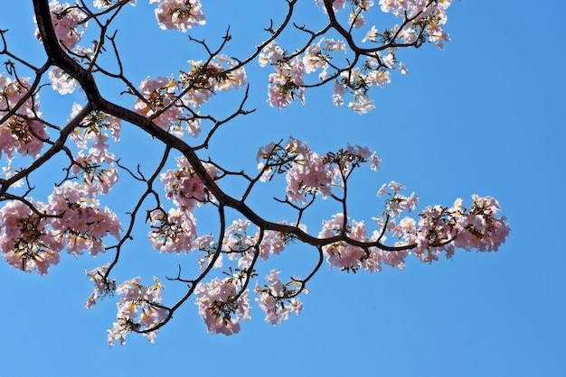 Gros plan du lapacho rose en fleur