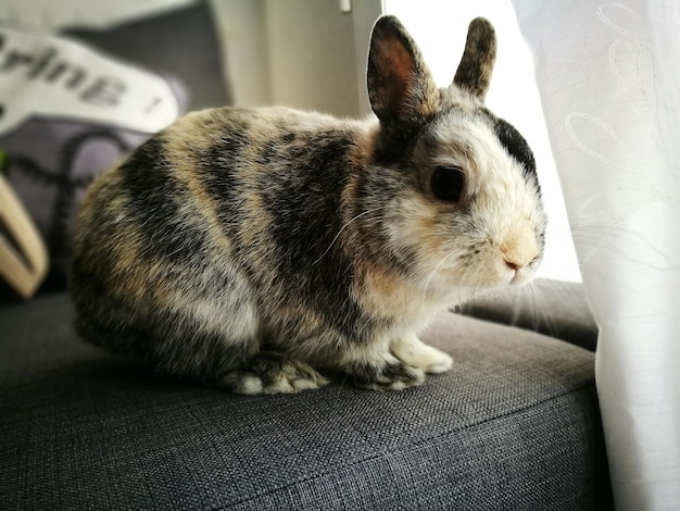 Un gros plan du lapin