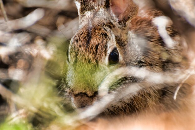 Photo un gros plan du lapin