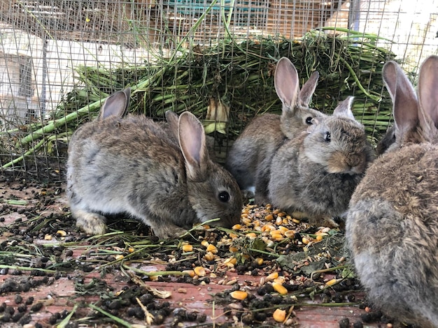 Photo un gros plan du lapin