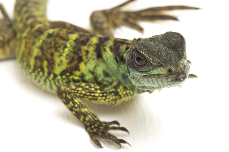 Photo gros plan du lézard dragon sailfin