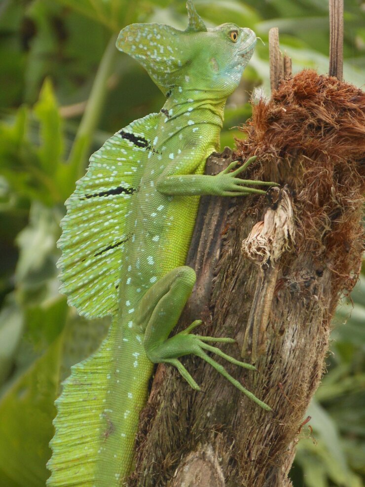 Photo un gros plan du lézard sur la feuille