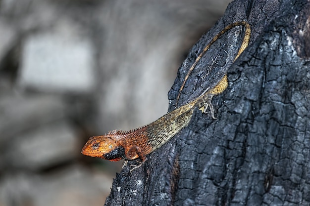 Photo gros plan du lézard de jardin oriental