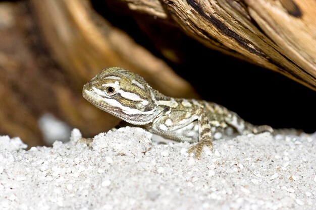 Photo un gros plan du lézard sur le rocher