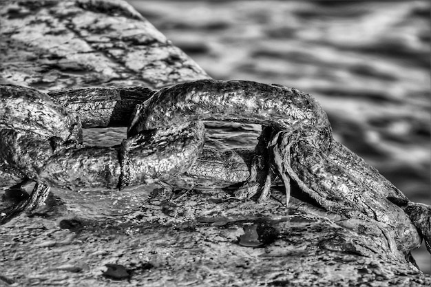 Photo un gros plan du lézard sur le rocher