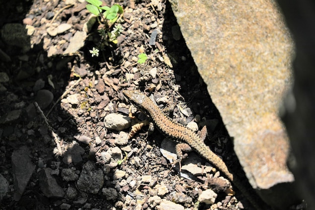 Photo un gros plan du lézard sur le rocher