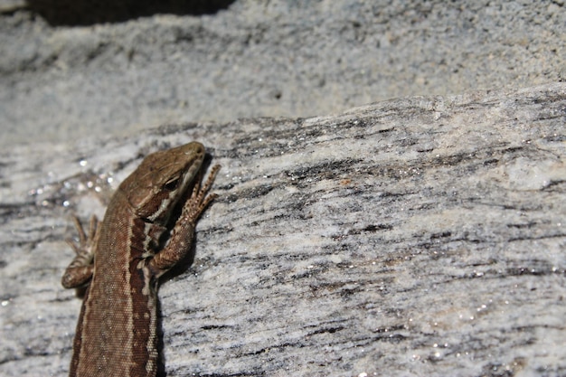 Photo un gros plan du lézard sur le rocher