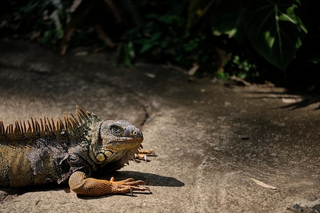 Un gros plan du lézard sur le terrain