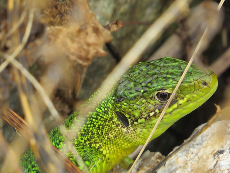 Photo un gros plan du lézard vert