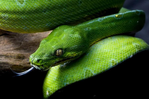 Photo un gros plan du lézard vert