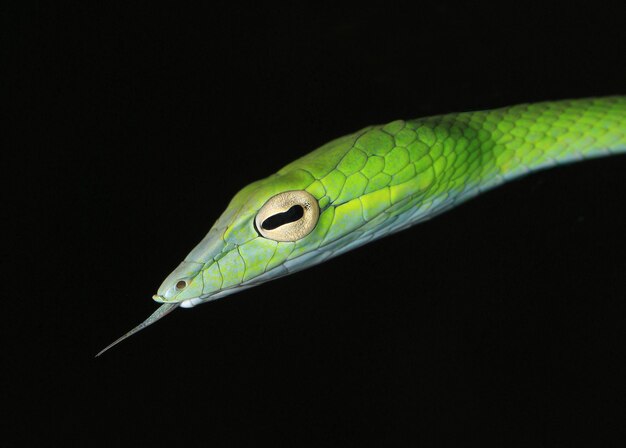 Photo un gros plan du lézard vert