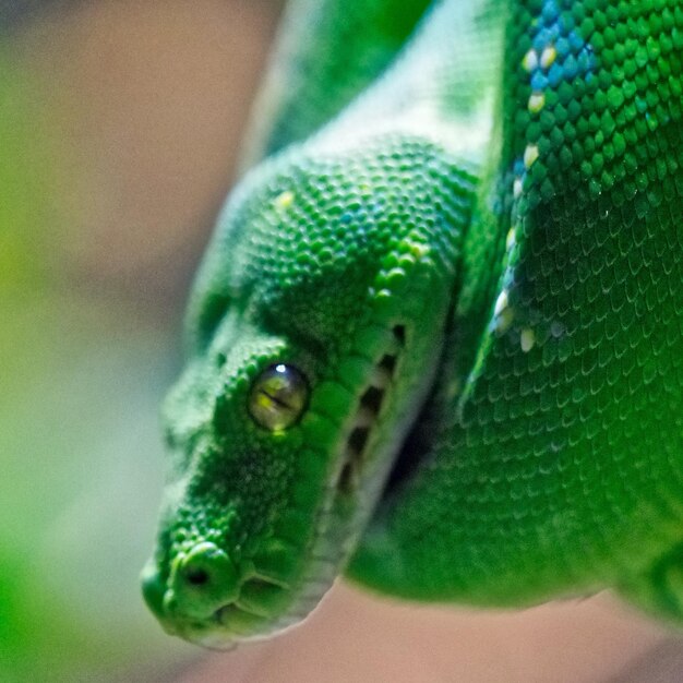 Photo un gros plan du lézard vert