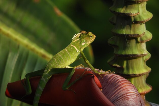 Un gros plan du lézard