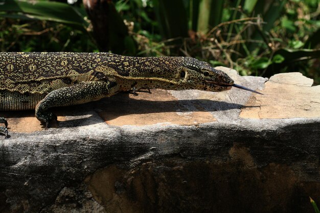 Un gros plan du lézard