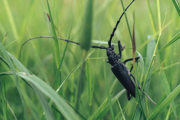 En gros plan du lin Ergates faber bug sur la feuille verte Le bug marmoré noir est un insecte dans le