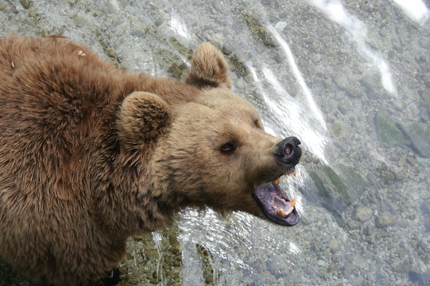 Photo un gros plan du lion dans l'eau