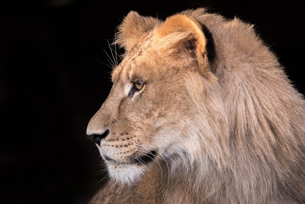 Un gros plan du lion sur un fond noir