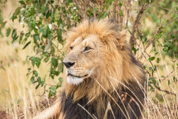 Gros plan du lion mâle