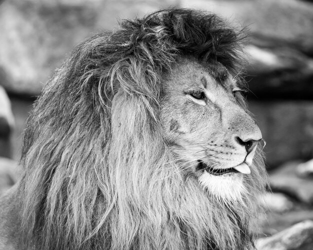 Photo un gros plan du lion qui détourne son regard