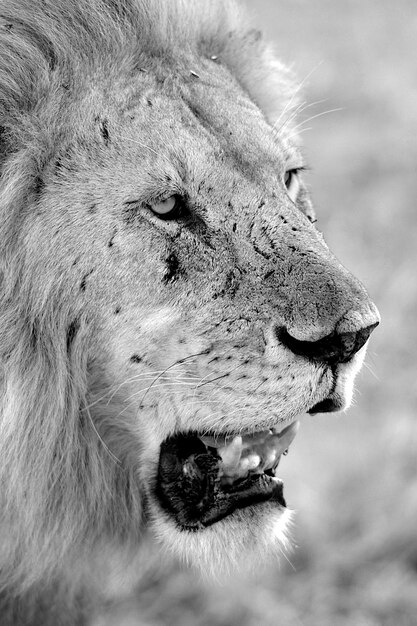 Photo un gros plan du lion qui détourne son regard