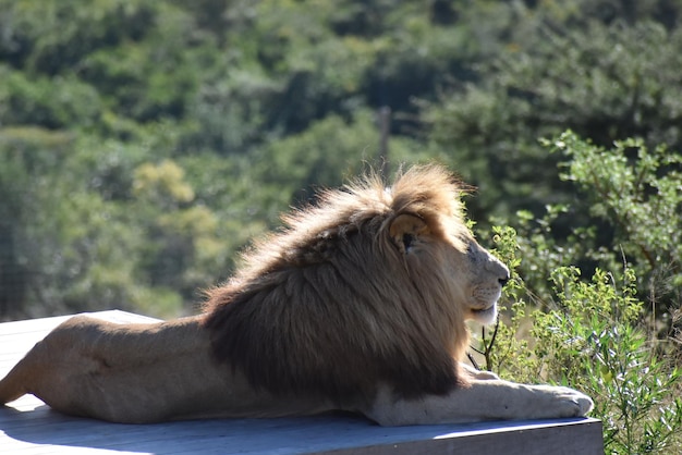 Photo un gros plan du lion