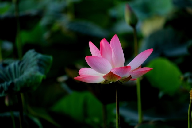Un gros plan du lis d'eau rose