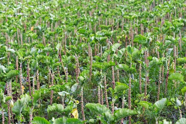 Gros plan du lit de chou frisé, en plantation