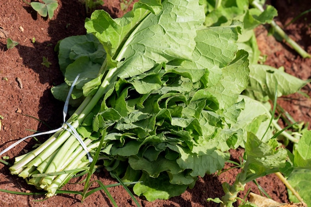 Gros plan du lit de chou frisé, en plantation