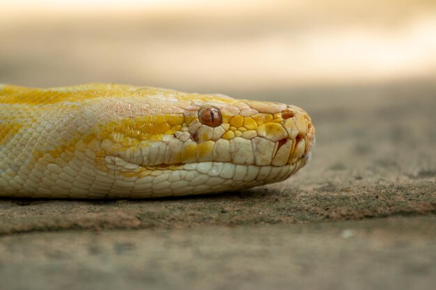 Gros plan du magnifique Boa constrictor imperator