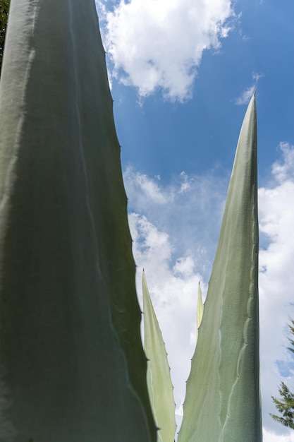 Gros plan du maguey vert sous un ciel bleu