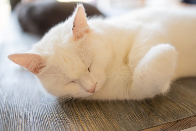 Gros plan du mignon chat domestique felis catus se détendre à l'intérieur à la maison assis sur la table.