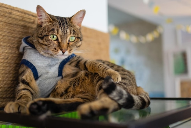 Gros plan du mignon chat domestique felis catus se détendre à l'intérieur à la maison assis sur une table