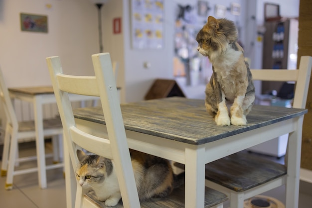 Gros plan du mignon chat domestique felis catus se détendre à l'intérieur à la maison assis sur une table