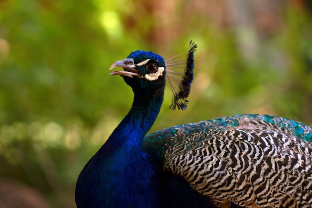 Gros plan du mignon grand oiseau paon sur fond vert