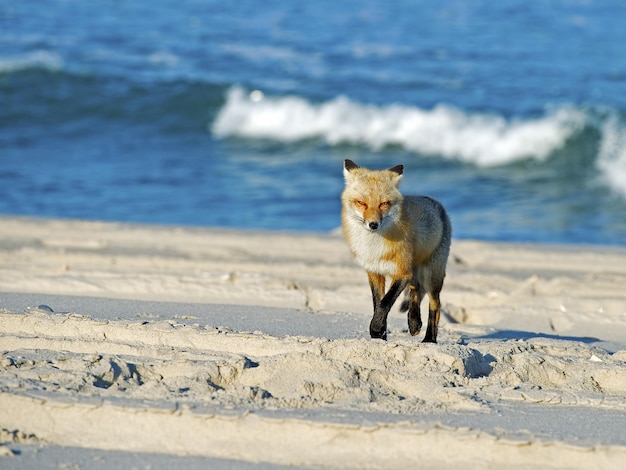 Gros plan du mignon renard marchant au bord de la mer vers la caméra