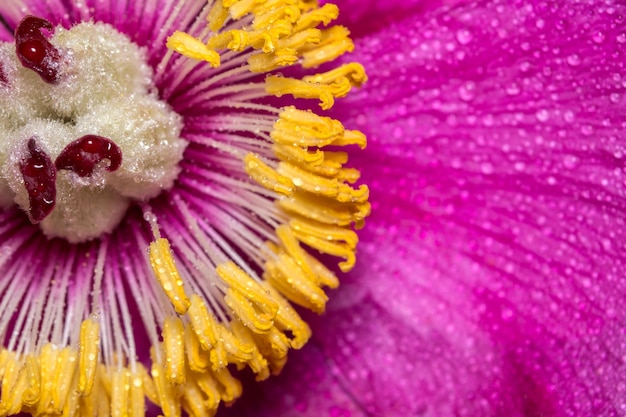 Gros plan du milieu d'une pivoine avec des gouttes de rosée Une grande fleur de printemps rose