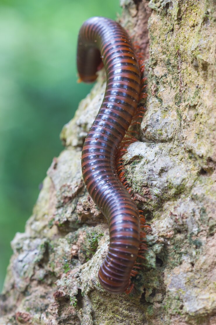 Gros plan du mille-pattes sur un arbre