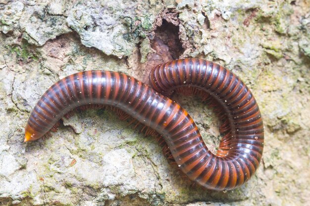 Gros plan du mille-pattes sur un arbre