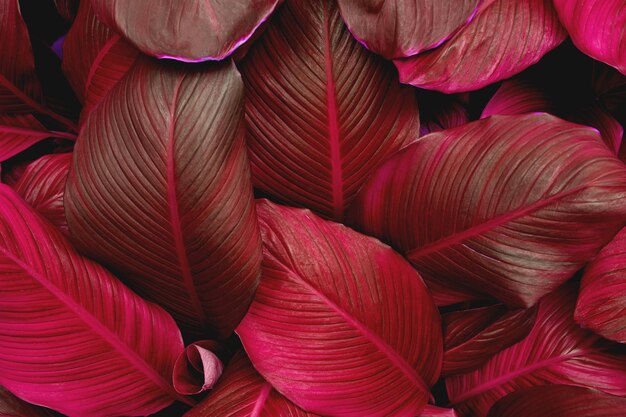 Gros plan du motif de feuilles rouges Nature Feuillage luxuriant de la texture des feuilles