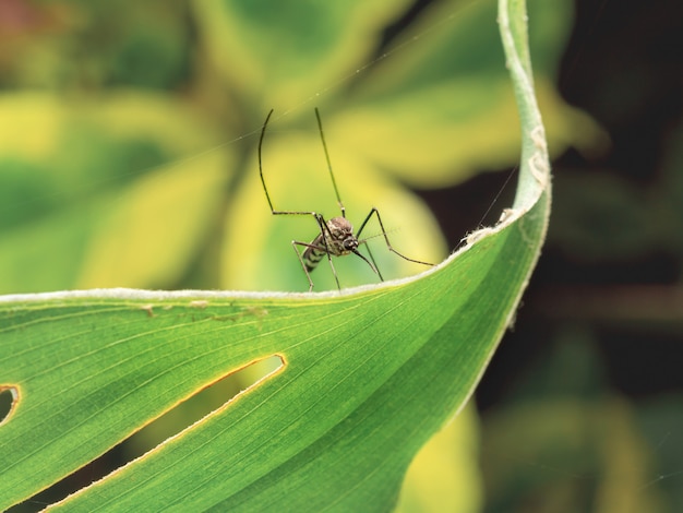 Gros plan du moustique Aedes Aegypti