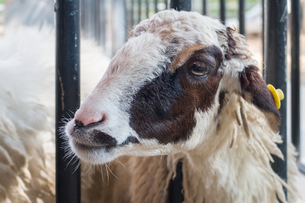 Gros plan du mouton face à l&#39;arrière-plan