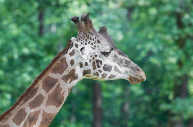 Gros plan du museau de la girafe dans le zoo