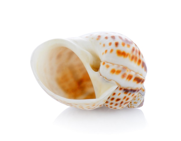 Un gros plan du pain sur un fond blanc