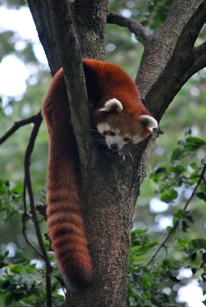 Un gros plan du panda rouge dans un arbre
